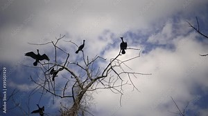 Phalacrocoracidae, Birds sitting on a tree. The double-crested cormorant (Phalacrocorax auritus). Karnegy Like, NJ USA