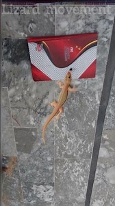 Amazing lizard 🦎 | lizard Movement part 9 | #lizard #amazing #movement