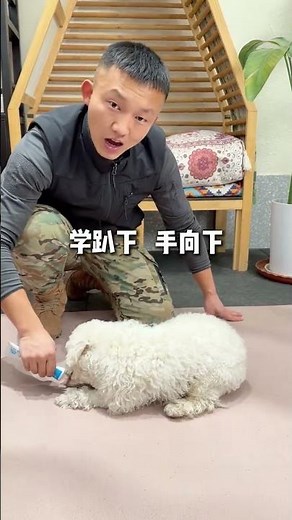 The Ultimate 3-Step Guide to Dog Training for Beginners