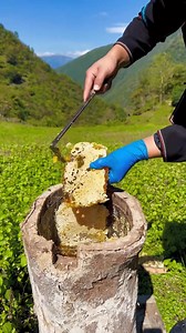 Wild Honey Harvest from Tree Log Hive 🍯🌿 | Q Bee