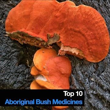 Top 10 Aboriginal Bush Medicines