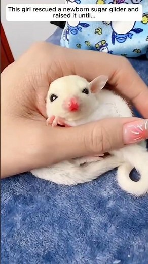American Kind Girl Rescues Newborn Sugar Glider | Heartwarming Bond