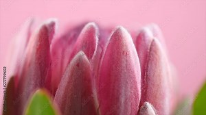 Protea bud closeup. Pink King Protea flower rotation over purple background. Slow motion 4K UHD video footage. 3840X2160