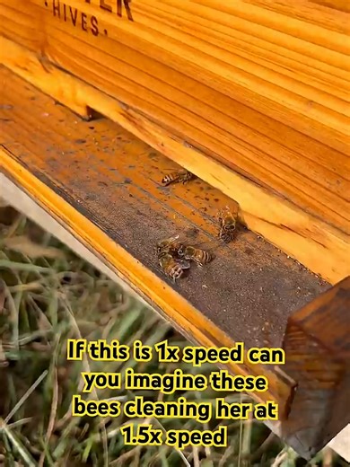 Bees clean QUICK 🐝 🧼 #tiktok #foryoupage #bee #fyp