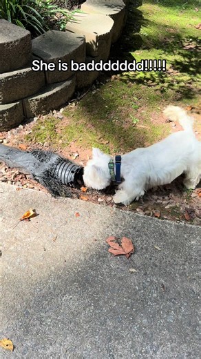 Katie: The Adventurous Tomboy Westie