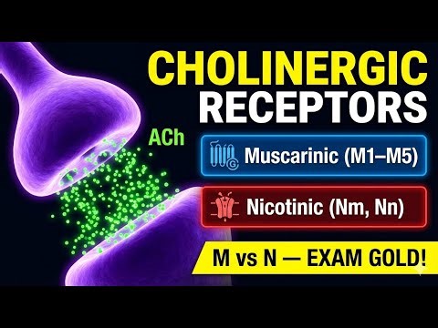 Cholinergic Receptors Explained Simply | Muscarinic vs Nicotinic | Study Made Easy