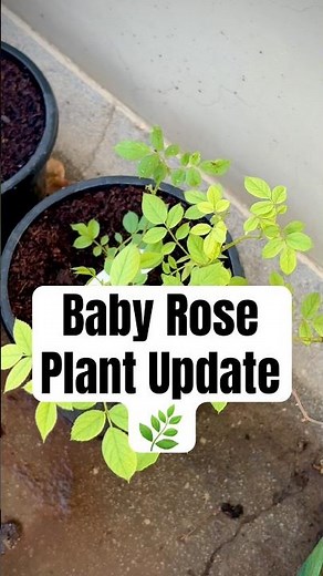 Baby Rose Plants New Growth Update! 🌱🌹