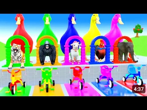 3D Animal Slide Showdown! | Cow, Hippo, Tiger Go Wild"