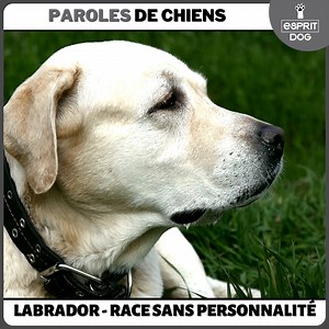 🙏Moka, Lilou et Gary ont un message pour vous ! 😉Et pour tous ceux qui n'ont aucune personnalité ! | Esprit Dog - Tony Silvestre