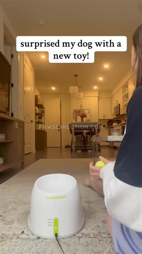 Automatic Dog Ball Launcher 🎾 | frenchies.community