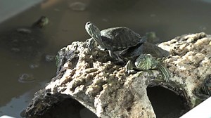 98 reactions · 5 comments | These red eared slider babies are from the confiscation last March - all of them are doing great. Most are outside, but the really tiny ones get to live in the #turtle hospital for now. | World Turtle Day | Facebook