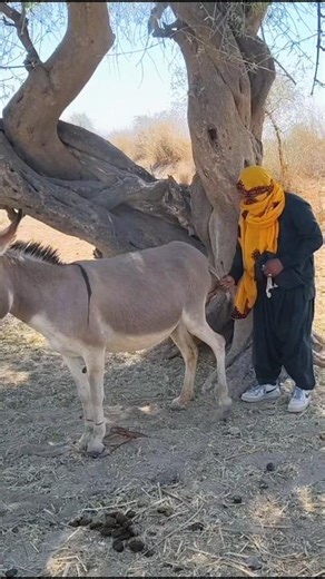 Crazy man with donkey #trending #animals #virals #success