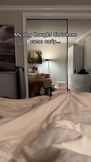 14K views · 710 reactions | The Christmas gift all our dogs really want…. . . . #goldenretriever #dogfamily #funny #funnydog #dogmom | Skylar the Golden Retriever | Facebook