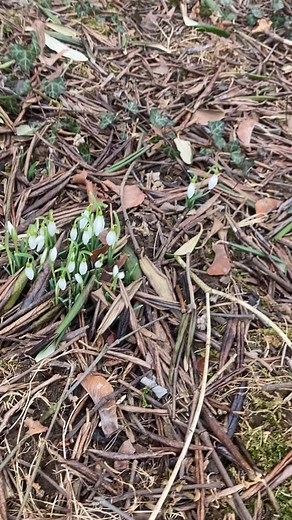 Good morning Spring | Mindy Hafer Lesher