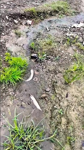 🐟Two fish got trapped in a hole.I carefully rescued them and released them back into the open wat🌊
