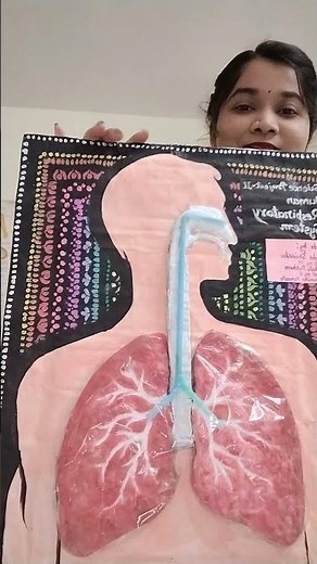 respiratory system in human #science #biologymodel
