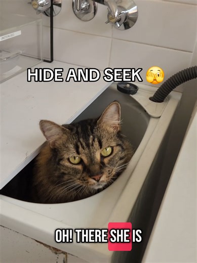 I had no idea where she was 😉 #hideandseek #playtime #cutecat #tabbycat #fyp #viral #tiktok #fyppppppppppppppppppppppp #catlover