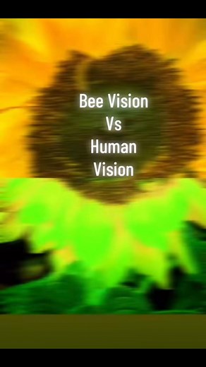 Did you know bees can see ultraviolet (UV) light? This unique ability lets them explore a colorful world that’s invisible to us! With their trichromatic vision (UV, blue, and green), bees can detect flower patterns that guide them right to the nectar! This makes them exceptional foragers and crucial pollinators in our ecosystem. #wow #didyouknow #insects #bees #beesofinstagram #insects #beekeeper #beesofinstagram #fyp #fypシ #viral | Norma May Honey