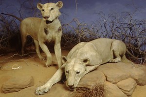 Individual hairs reveal prey of 19th century ‘Tsavo man-eater’ lions