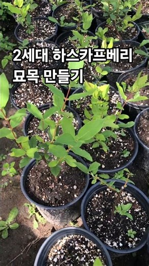 2세대 하스카프베리 북부형 수국 포트 묘목만들기