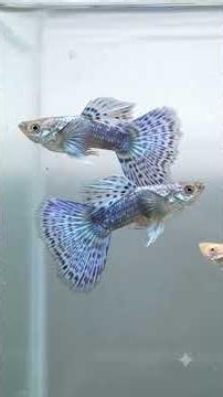 Watch These Tiny Guppies Transform! 🐟🔥 | Guppy Fish Farming, #shorts #fishing #trend