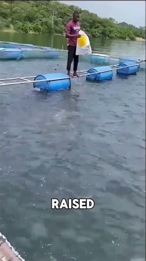 Floating Fish Farms – China’s Smart Hack