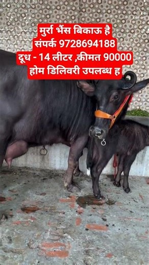 Murrah Buffalo for sale Contact 9728694188 Milk - 14 litres, Price 75000 Home delivery available