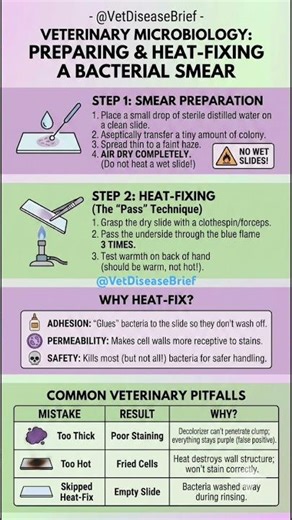 Bacterial Smear 101: Prep. Fix. Stain. 🔬🧫