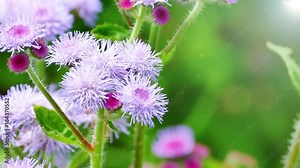 The background image of the colorful flowers, background nature, 4K Stock Video