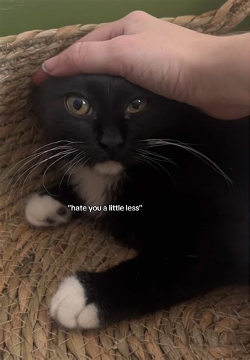 Is Serra Ready for Adoption?