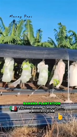 95 reactions · 15 comments | All Aboard the Banana Train! How Monorails Are Revolutionizing Farming. Watch This! #highlight #banana #transport #monorail #farming #harvest | Efigenia Lustre | Facebook