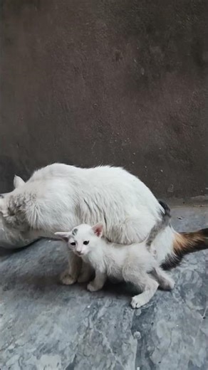 Cute White Kittens playing with Their Mama | Peaceful Azaan Background #CuteKittens #WhiteCat #short