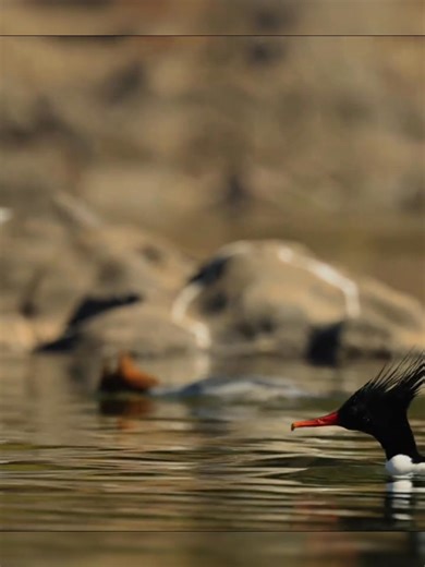 🕊️Where Nature Takes Flight: Winter Birds Return to Poyang Lake 🌊As autumn fades and winter draws near, Poyang Lake in Jiangxi once again becomes a sanctuary for thousands of migratory birds. Graceful white storks, swans, and cranes soar across the golden wetlands — their wings painting the sky, their reflections shimmering on the tranquil water. Every year, this natural symphony of flight turns Poyang Lake into one of the world’s most enchanting bird paradises. #MeetJiangxi #PoyangLake #Migra
