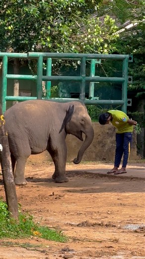 “How adorable is this? 🐘💬 This baby elephant looks like it’s having a real conversation with its human friend! You can almost hear it saying, ‘Got any more milk for me?’ 😍❤️ #ElephantLove #BabyElephant #AnimalFriendship” | Elephant Universe
