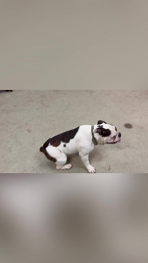 Emergency Animal Rescue Assistance for Dog Owners