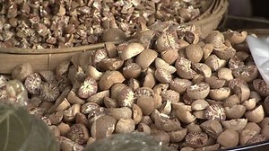 Areca Catechu Stock Footage Video (100% Royalty-free) 15095713 | Shutterstock