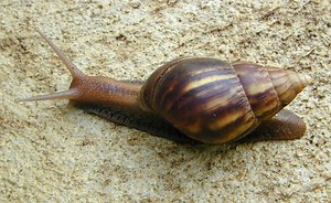 Lissachatina fulica - Alchetron, The Free Social Encyclopedia