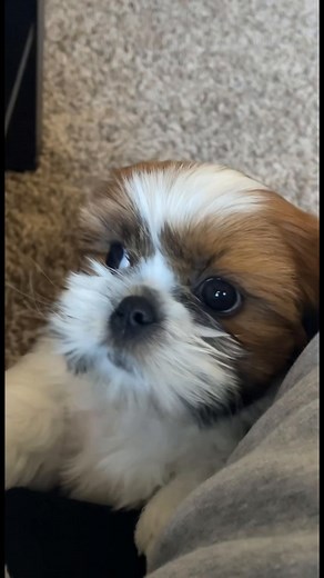 Adorable Shih Tzu Puppy Moments