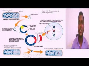 Grade 12 Biology- Unit 1 (Part 3)- How bacteria are genetically modified in Amharic