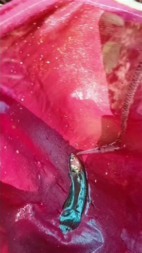 wild betta pallifina gunung mas #bettafish #wildbetta #bettaindonesia #cupangalam