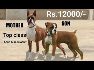 Boxer Semi adult & adult dog for sale | Top quality boxer puppy