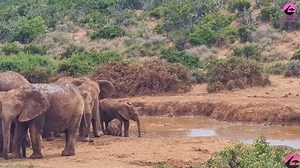 Elephant herd comes together to save calf stranded in mud. Watch