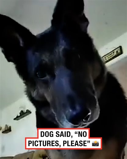 Dog values her privacy 🤣 | LADbible