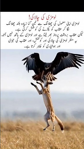 Fox Jumps Higher Than Ever to Catch an Eagle. #nature #naturefacts #wildlife #shorts #fypシ #pyfツ #fy