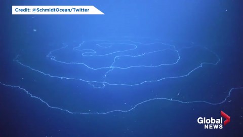 Giant stringy organism found in deep sea