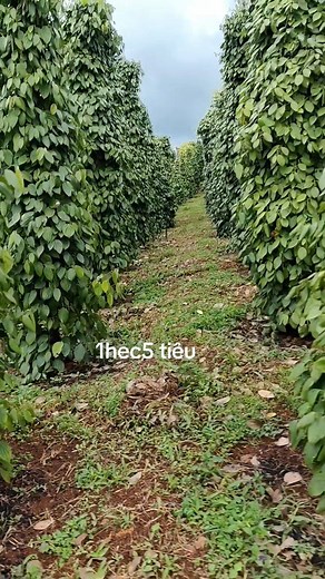 Bác nào QT đến lô tiêu LH e ạ 0328681794 tại khu vực Đăk mil | Nhat Luong