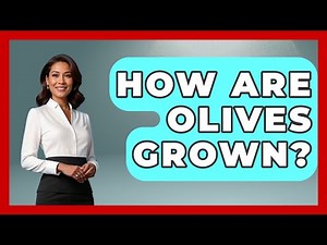 How Are Olives Grown? - The World of Agriculture