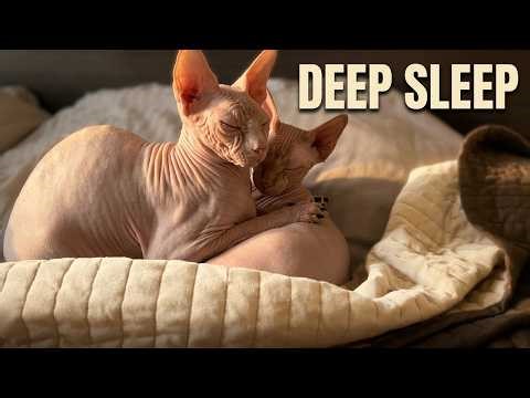 Sphynx Cat Purring 🐱 4 Hours Relaxing Cat Sounds for Sleep