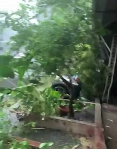 #EnEsteMomento Se derrumba la estructura del restaurante bar la quinta Alicia ubicado en la colonia Fátima #Colima | Archivo Digital Colima