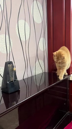 #musicalinstruments #musicalinstrument #instrument #instruments #piano